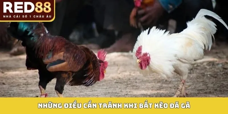 Những điều cần tránh khi bắt kèo đá gà