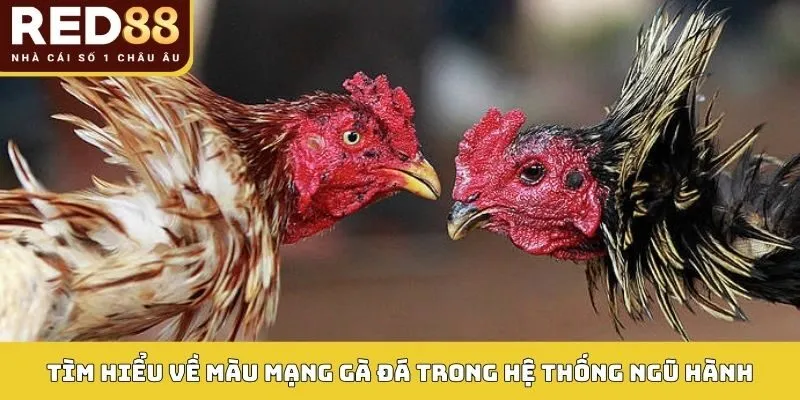 Tìm hiểu về Màu mạng gà đá trong hệ thống ngũ hành